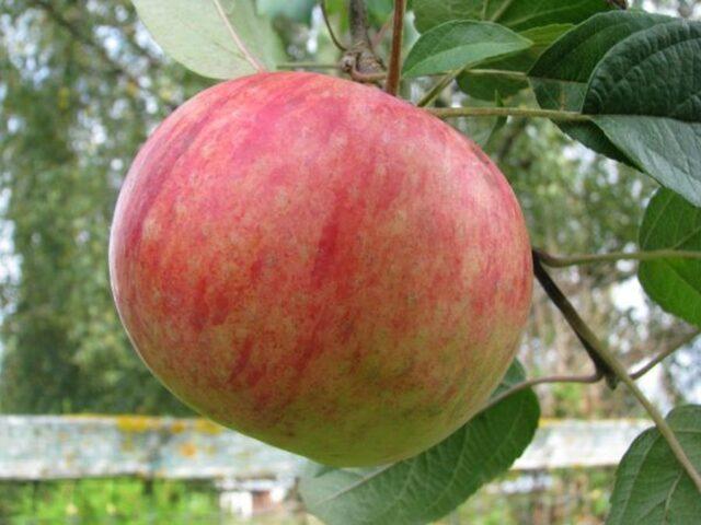 Varieties of apples for central Our Country: sweet, tasty, best, summer, early