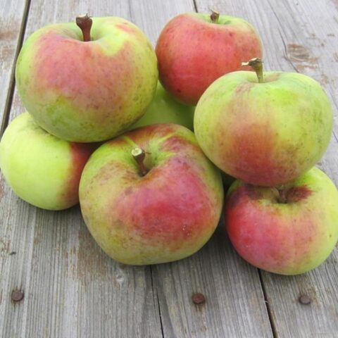 Varieties of apples for central Our Country: sweet, tasty, best, summer, early