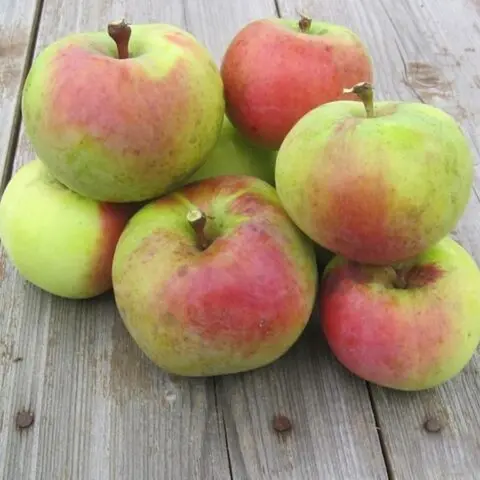 Varieties of apples for central Our Country: sweet, tasty, best, summer, early