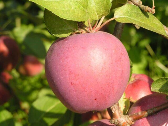 Varieties of apples for central Our Country: sweet, tasty, best, summer, early