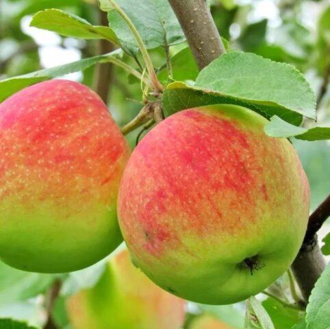 Varieties of apples for central Our Country: sweet, tasty, best, summer, early