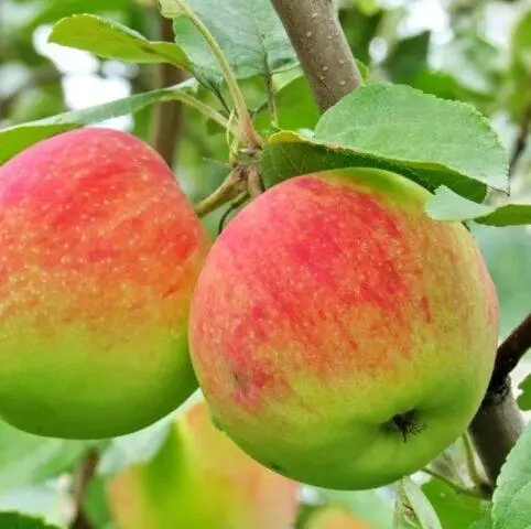 Varieties of apples for central Our Country: sweet, tasty, best, summer, early