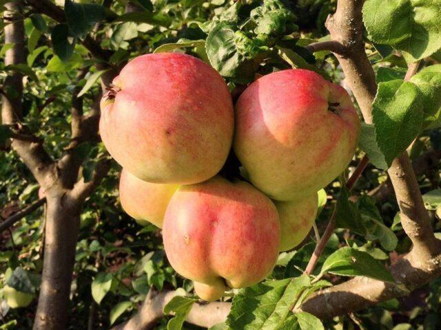 Varieties of apples for central Our Country: sweet, tasty, best, summer, early