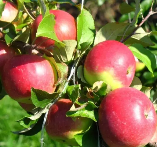 Varieties of apples for central Our Country: sweet, tasty, best, summer, early