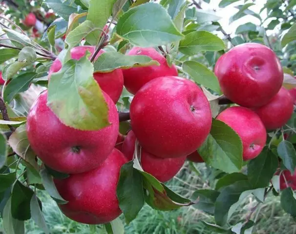 Varieties of apples for central Our Country: sweet, tasty, best, summer, early