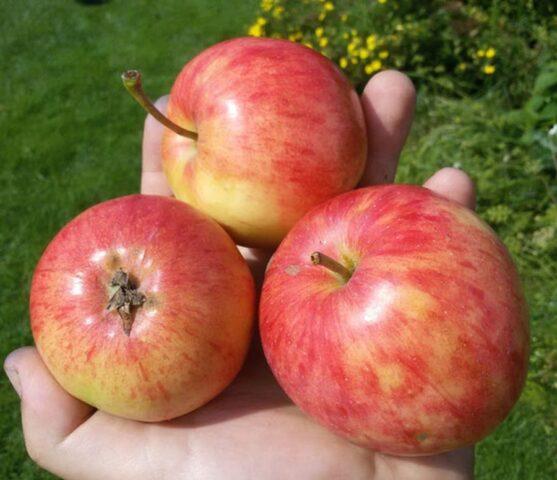 Varieties of apples for central Our Country: sweet, tasty, best, summer, early