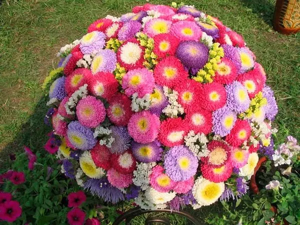 Varieties of asters (spherical, steppe, terry, American, large-flowered, royal) + description and photos of the best species