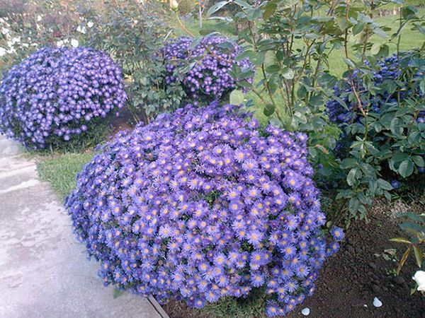 Varieties of asters (spherical, steppe, terry, American, large-flowered, royal) + description and photos of the best species