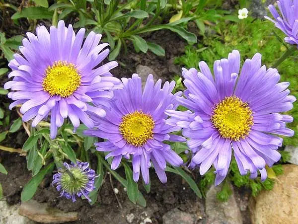 Varieties of asters (spherical, steppe, terry, American, large-flowered, royal) + description and photos of the best species