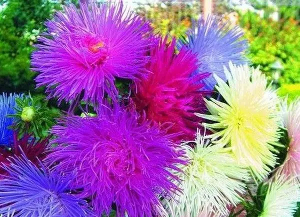 Varieties of asters (spherical, steppe, terry, American, large-flowered, royal) + description and photos of the best species