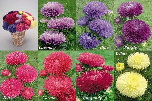 Varieties of asters (spherical, steppe, terry, American, large-flowered, royal) + description and photos of the best species