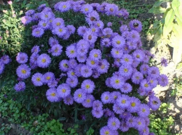 Varieties of asters (spherical, steppe, terry, American, large-flowered, royal) + description and photos of the best species