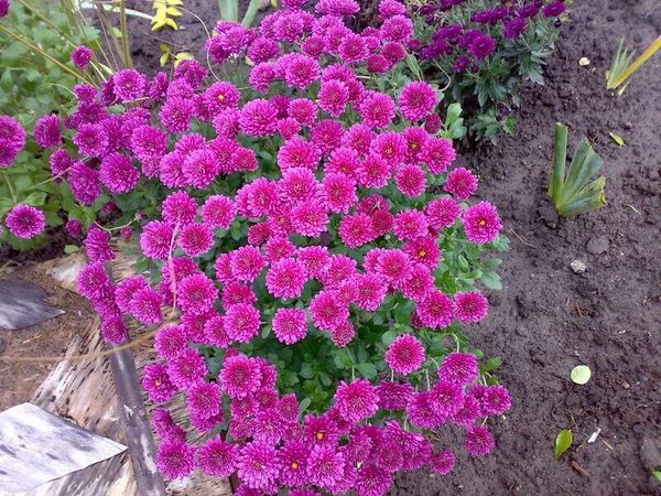 Varieties of asters (spherical, steppe, terry, American, large-flowered, royal) + description and photos of the best species