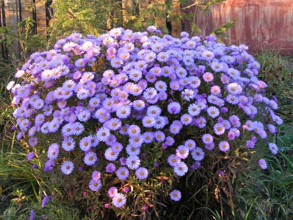 Varieties of asters (spherical, steppe, terry, American, large-flowered, royal) + description and photos of the best species