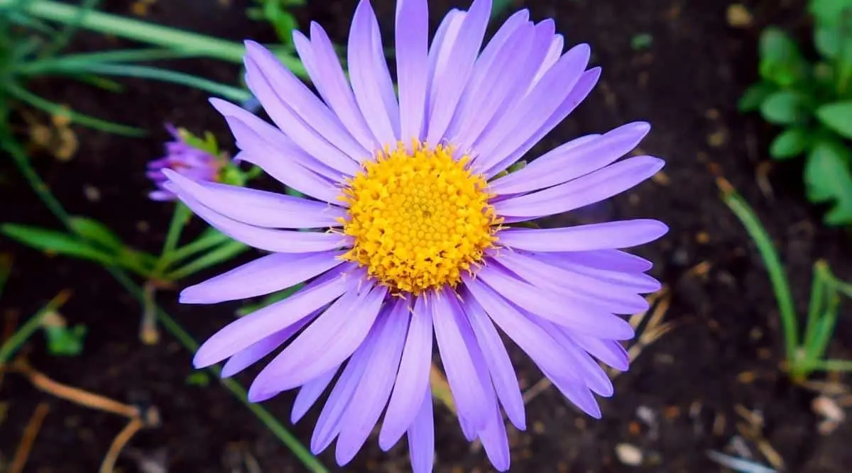 Varieties of asters (spherical, steppe, terry, American, large-flowered, royal) + description and photos of the best species