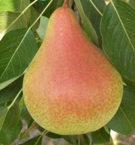 Varieties of autumn pears: photo with name and description