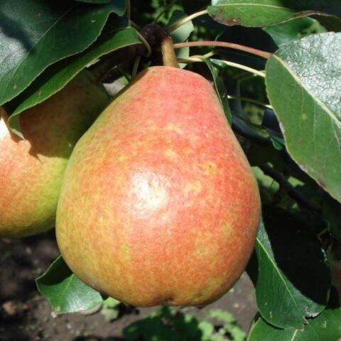 Varieties of autumn pears: photo with name and description