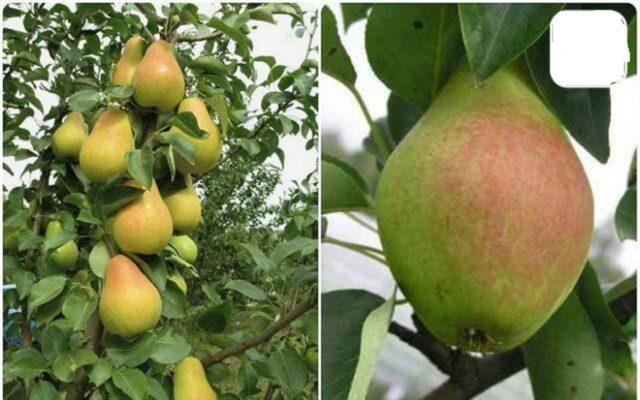 Varieties of autumn pears: photo with name and description