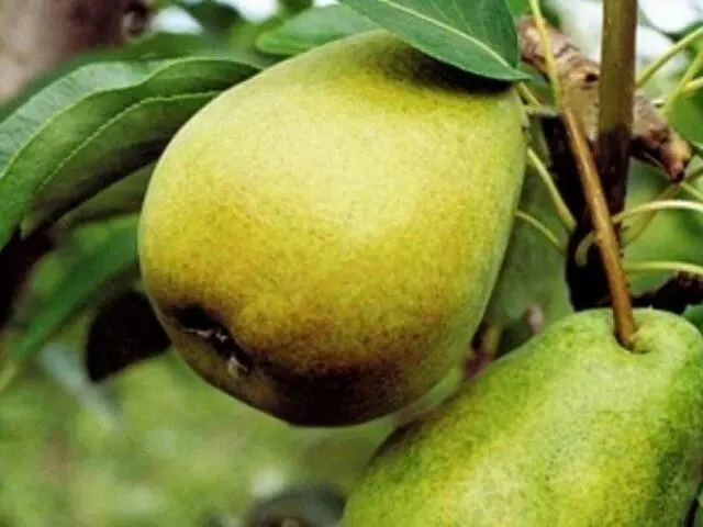 Varieties of autumn pears: photo with name and description