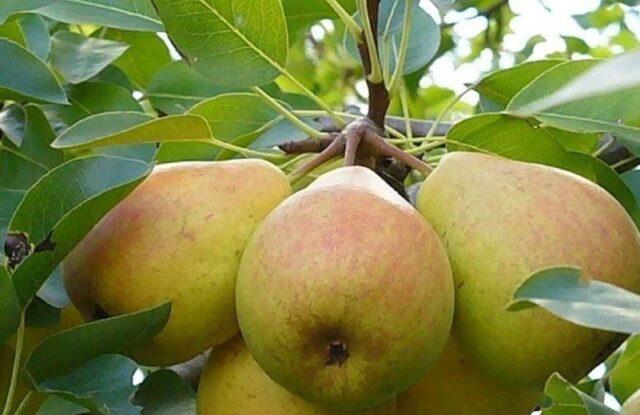 Varieties of autumn pears: photo with name and description