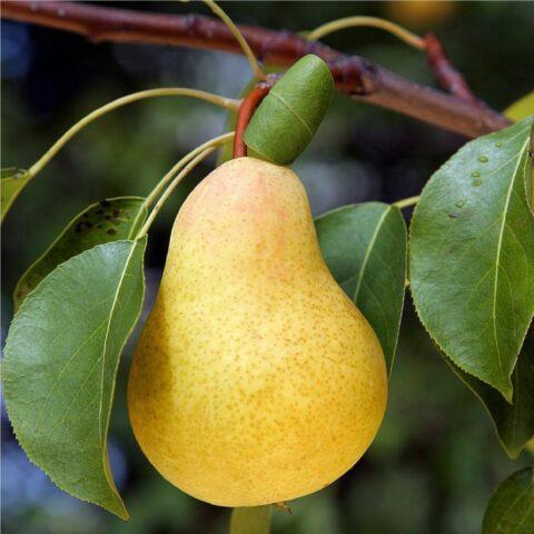 Varieties of autumn pears: photo with name and description