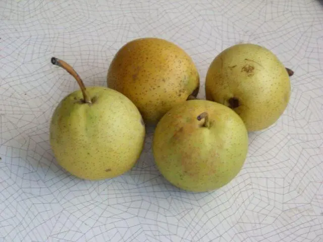 Varieties of autumn pears: photo with name and description