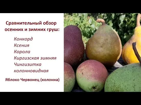 Varieties of autumn pears: photo with name and description