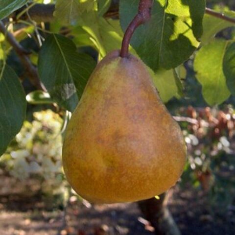 Varieties of autumn pears: photo with name and description