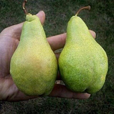 Varieties of autumn pears: photo with name and description