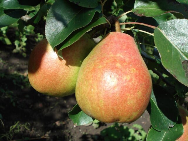 Varieties of autumn pears: photo with name and description