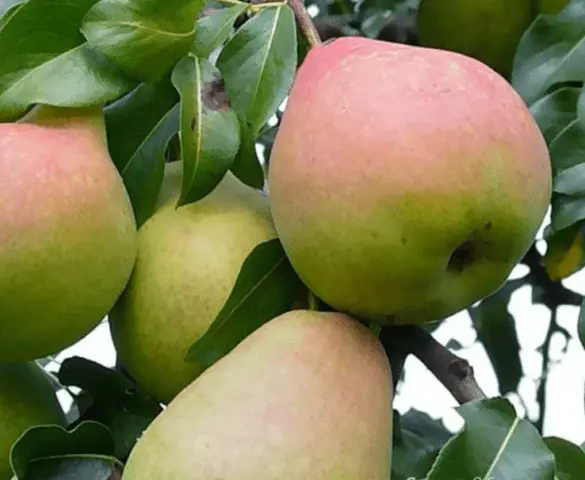 Varieties of autumn pears: photo with name and description