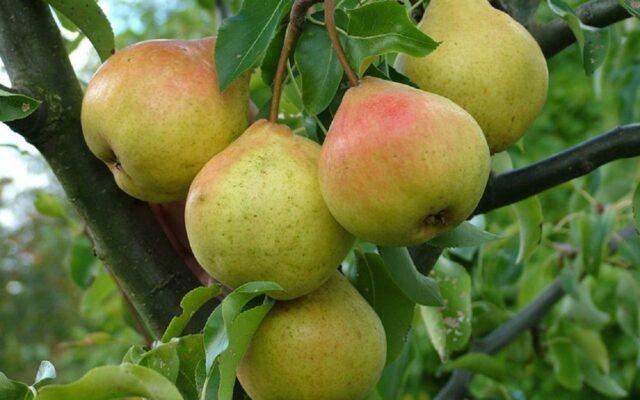 Varieties of autumn pears: photo with name and description