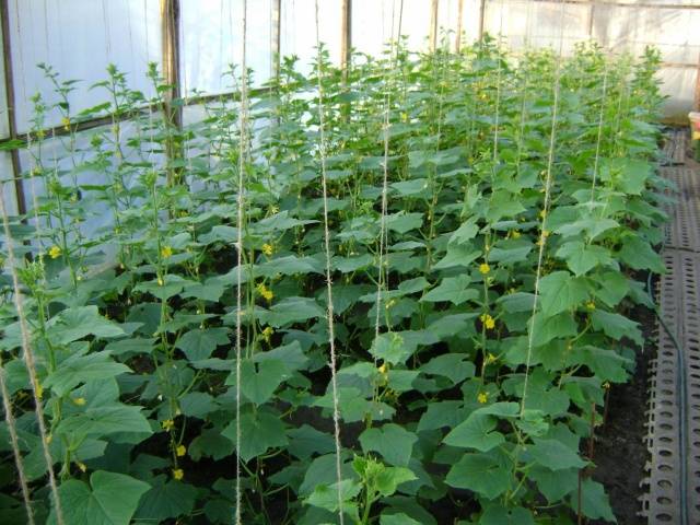 Varieties of beam cucumbers for greenhouses