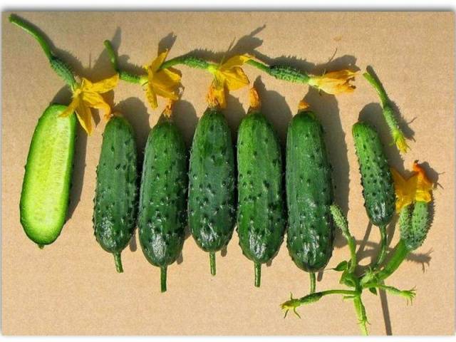 Varieties of beam cucumbers for greenhouses