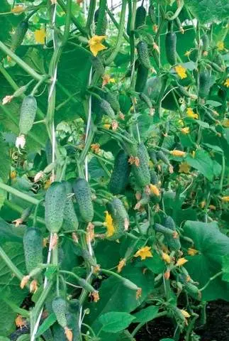 Varieties of beam cucumbers for open ground