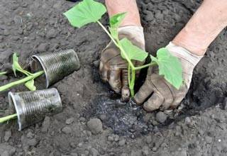 Varieties of beam cucumbers for open ground