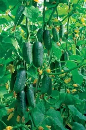 Varieties of beam cucumbers for open ground