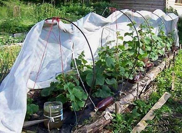 Varieties of beam cucumbers for open ground