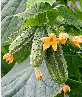 Varieties of beam cucumbers for open ground