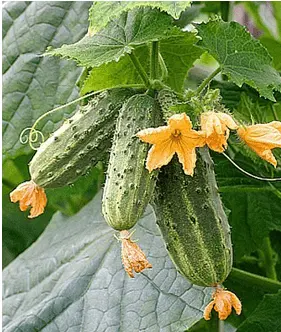 Varieties of beam cucumbers for open ground