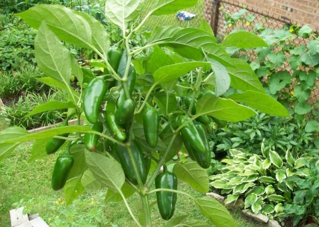 Varieties of bitter pepper for open ground