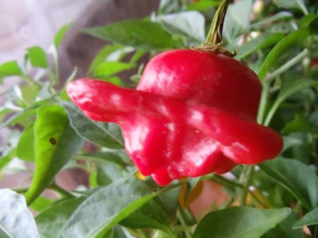 Varieties of bitter pepper for open ground