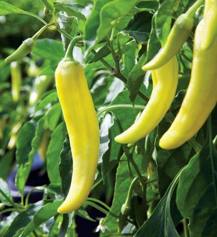 Varieties of bitter pepper for open ground