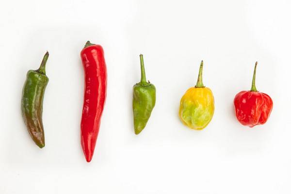 Varieties of bitter pepper for open ground