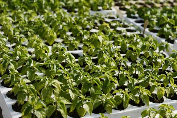 Varieties of bitter pepper for open ground