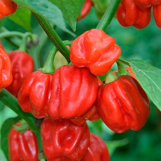 Varieties of bitter pepper for open ground