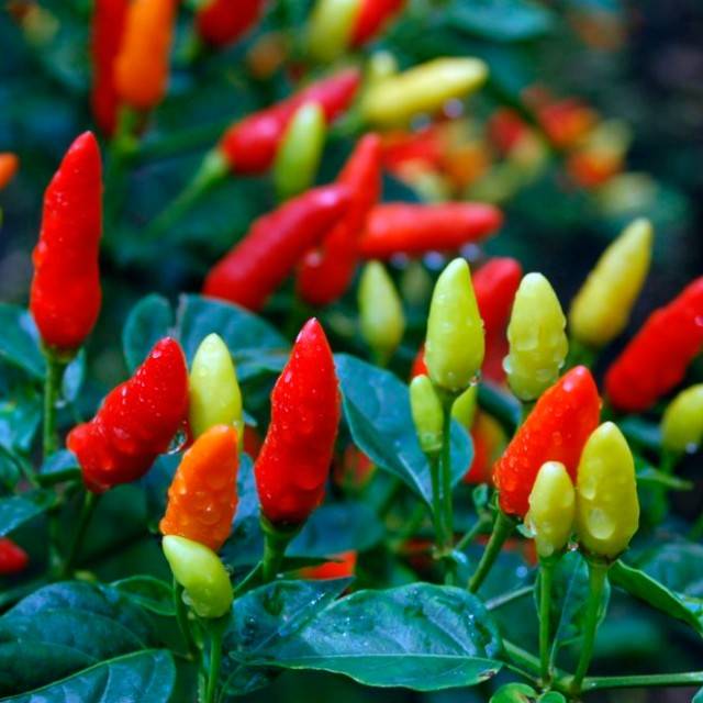 Varieties of bitter pepper for open ground