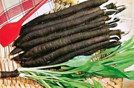 Varieties of black carrots