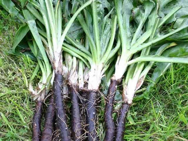 Varieties of black carrots