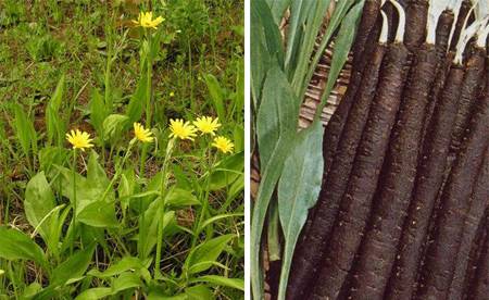 Varieties of black carrots